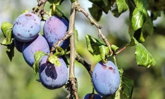 Създаване и отглеждане на трайни насаждения от костилкови овощни видове