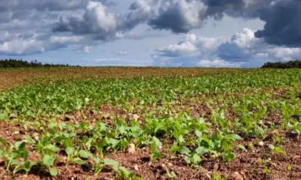 ПАНТЕРА 40 ЕК – доверете се на оригинала от ЮПЛ