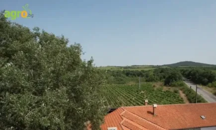 Свилен Георгиев: Продуктите на Байер са се доказали през годините, вършат отлична работа, дават добра защита на лозята