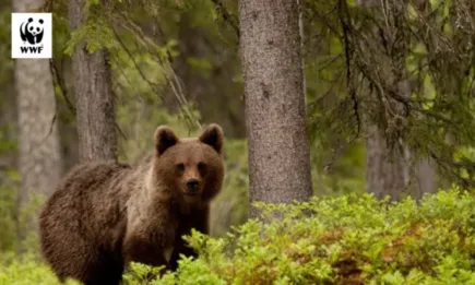 На Мечкинден WWF празнува създаването на своя Спасителен мечешки отряд