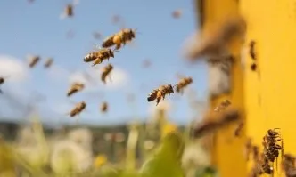 Влияние на пробиотици и антибиотици върху биологичното развитие на пчелните семейства