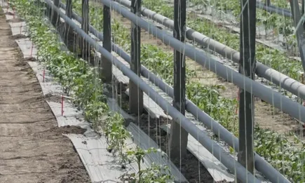 Светлана Боянова: Науката и бизнесът могат да работят заедно в помощ на земеделските стопани