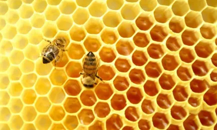 Комплекс от мерки в сектор Пчеларство са заложени в Стратегическия план за новата ОСП