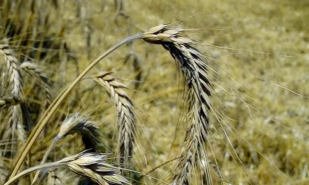 Динамична ситуация на пазара на зърнените култури