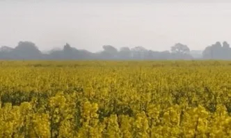 Portfolio Farm - утвърдени и нови идеи в слънчоглед и царевица