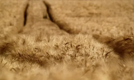 Отвъд Океана хлебното зърно поскъпна