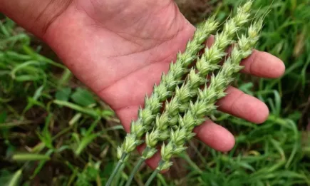 Средиземноморска генетика от SEMBODJA на полетата край Северното Черноморие