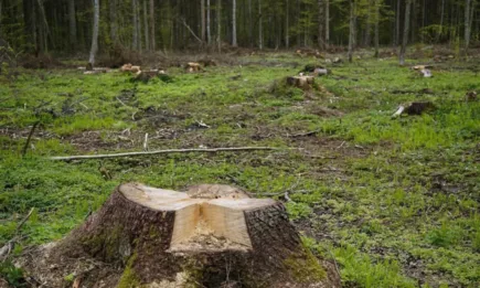 ИАГ спря дейността на пет обекта за добив и съхранение и преработка на дървесина