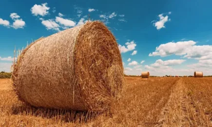 За второто полугодие са предвидени 600 млн. лв. европейски и национални средства за земеделие