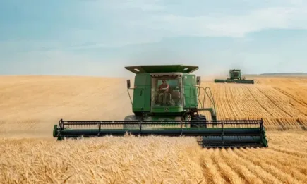 Прибирането на зърното е затруднено заради заплевеляване