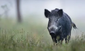 Потвърдени са три нови случая на АЧС при диви свине