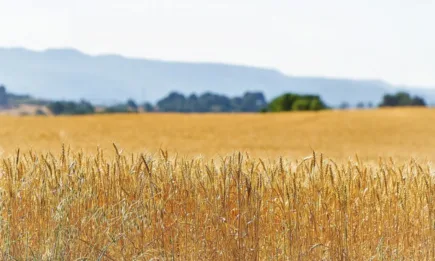 Хлебното зърно във френската столица загуби 5 евро
