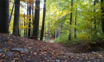 За периода от 18 до 24 октомври 2021 г. от служителите в регионалните дирекции по горите са извършени общо 6 131 проверки