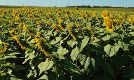 Маслодайните култури белязаха спад на световните борси