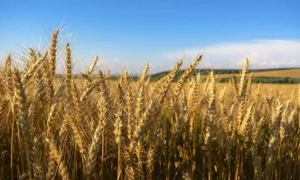 Франция очаква добра реколта от пшеница