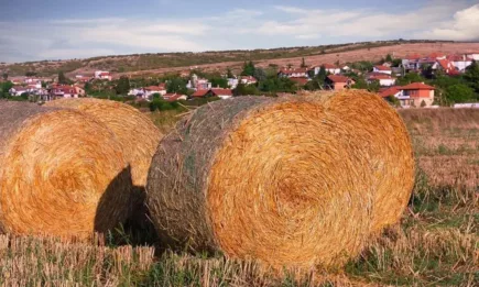 Жътвената кампания на ечемика в област Добрич приключи при среден добив 676,4 кг от декар