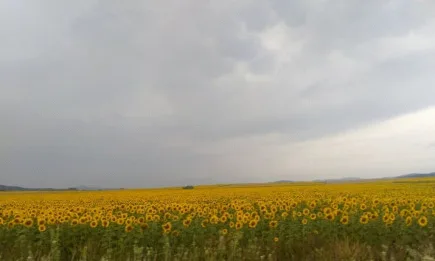 Одобрена е позицията на България за предстоящия Съвет на министрите на Европейския съюз по земеделие и рибарство