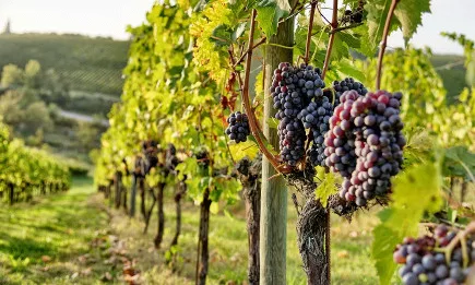 НЛВК не приема протеста като форма на натиск върху институциите