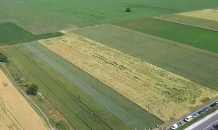 Нов хербицид в пшеница стана тотален хит сред русенските фермери