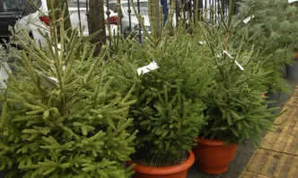 Вече са отворени пунктовете за продажба на живи елхи от кампанията на МЗХГ