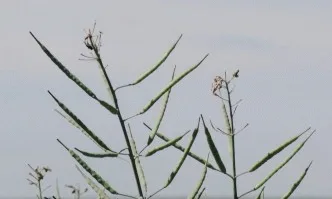 Отлични полета с рапица край Странско