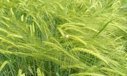 Наднормени топлинни условия и ускорено развитие на земеделските култури