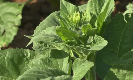 Започнаха кръстосаните проверки за Кампания 2021