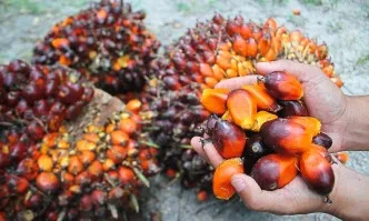 По-строги правила за палмовото масло в храните