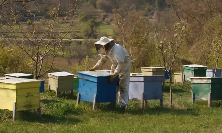 От 4 януари се отваря приемът по Пчеларската програма за 2022