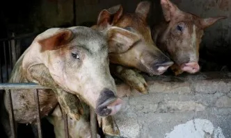 АЧС в огромен свинекомплекс в Украйна