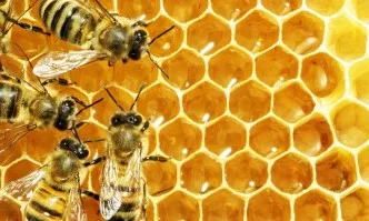Пчелните семейства под заплаха през есента