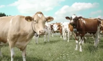 Спад при производството на сурово мляко в Швейцария