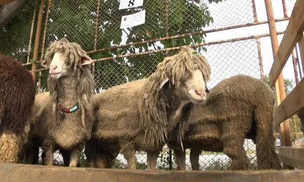 Новото поколение фермери пренебрегва българските породи овце