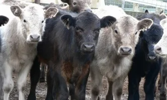 Животновъдите получиха 15,8 млн. лв. втори транш по ПНДЖ1