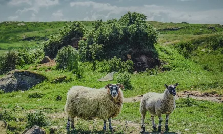 Ирландски фермери протестират срещу ОСП