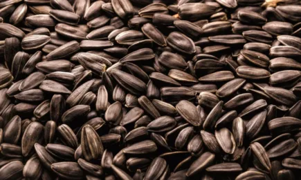 Зърнопроизводители: Изкупната цена на слънчогледа е драстично ниска