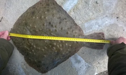 Заловен e пореден нарушител на Закона за рибарството и аквакултурите в района на пристанище Несебър