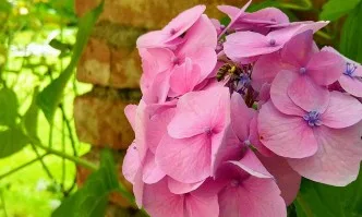 От 5 март започва прием по мерки А, Б и Е от Пчеларската програма