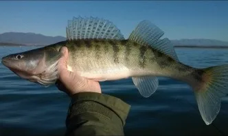 БАБХ насочи за унищожаване 217 кг риба без документи, установена при проверките за Никулден