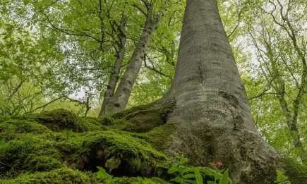 Нова мярка ще стимулира увеличаването на горските площи във фаза на старост