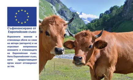 Обвързано с производството подпомагане за говеда в планински райони