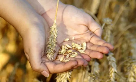 Основните борсови култури в Чикаго са на зелено