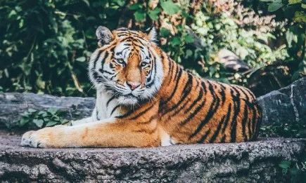 WWF стартира кампания, посветена на борбата с престъпленията срещу дивата природа