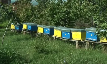 Пчелари от Кюстендилско: Получаваме едва около 5 кг среден добив от кошер