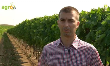 Високо ниво за защита на лозята в стопанството в с. Устина – без следа от болести въпреки обилните валежи