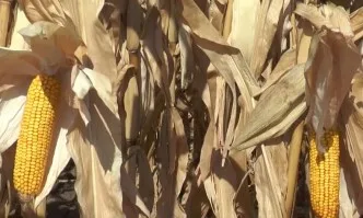 Продуктите на Монсанто са част от портфолиото на Байер България Дивизия КропСайанс