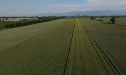 Сортът Катуло – сред фаворитите на Светослав Русалов