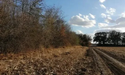 Горски експерти обсъждаха възможностите за стопанисване на мрежата от полезащитни горски пояси на територията на СИДП гр. Шумен