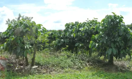 С 54,4% ще намалеят площите за отглеждане на кафе до 2100 г.