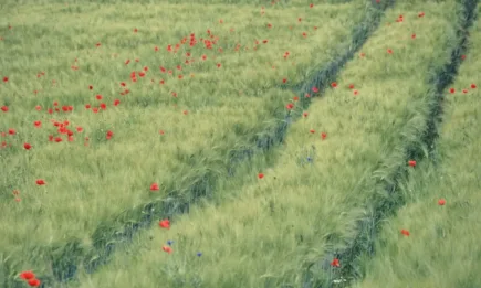 Американски учени: При пълна забрана на глифозата ще има повече вредни емисии